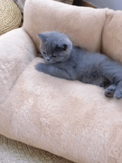 CuddleCloud™ En harmonisk viloplats som smälter in i hemmet och ger ditt husdjur en trygg och avslappnad vila, dag efter dag.