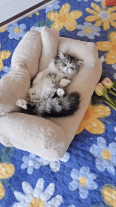 CuddleCloud™ En harmonisk viloplats som smälter in i hemmet och ger ditt husdjur en trygg och avslappnad vila, dag efter dag.